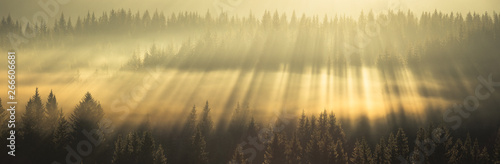 Amazing light rays above the forest.
