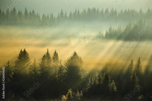 Amazing light rays above the forest. © Adrian
