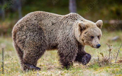 Wallpaper Mural Brown Bear on the swamp in spring forest. Close up. Natural habitat. Scientific name: Ursus arctos. Torontodigital.ca