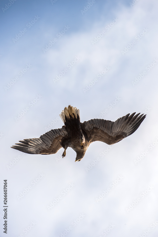 Naklejka premium Juvenile White-tailed eagle in flight dive. Blue sky background. Scientific name: Haliaeetus albicilla, also known as the ern, erne, gray eagle, Eurasian sea eagle and white-tailed sea-eagle.