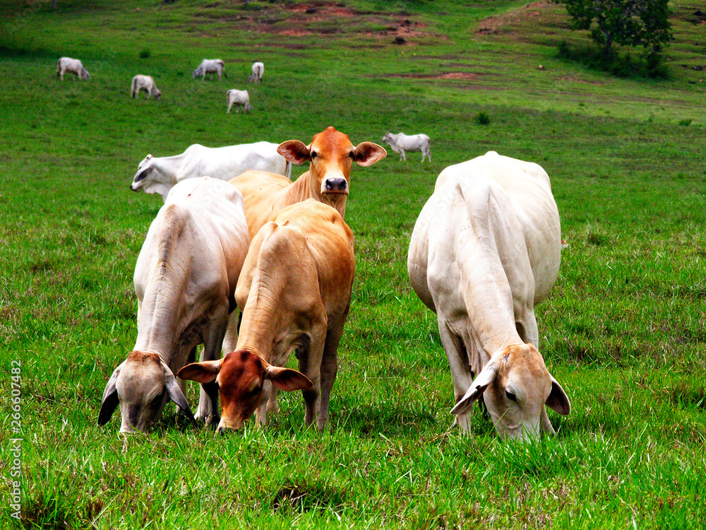 vacas pastando en pleno campo vacas pastando en pleno campo