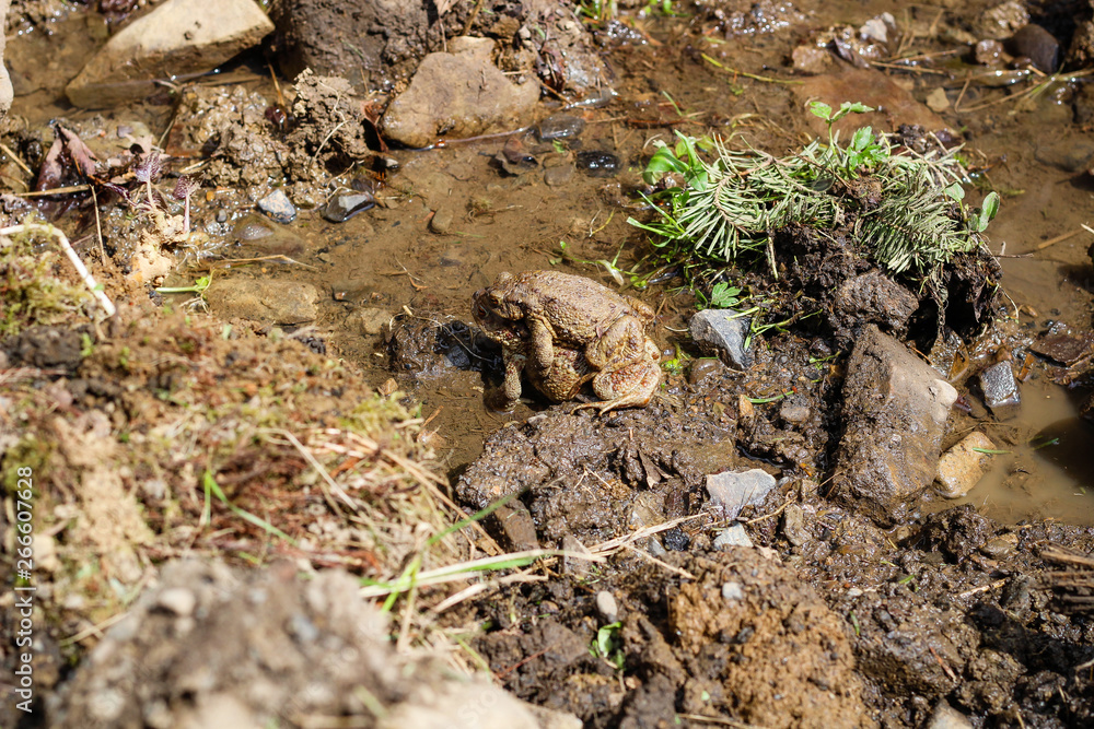 Frogs during the period of fertilization in the Carpathian mountains.Frogs sex Frogs during the period of fertilization in the Carpathian mountains.Frogs sex