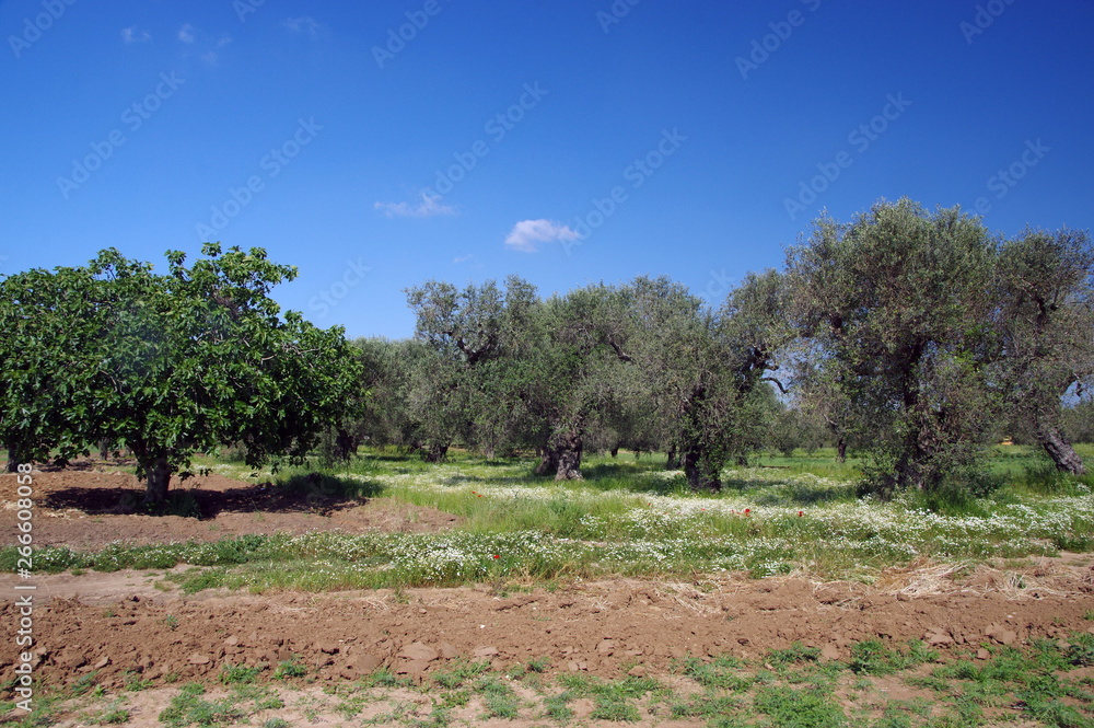 terra di puglia