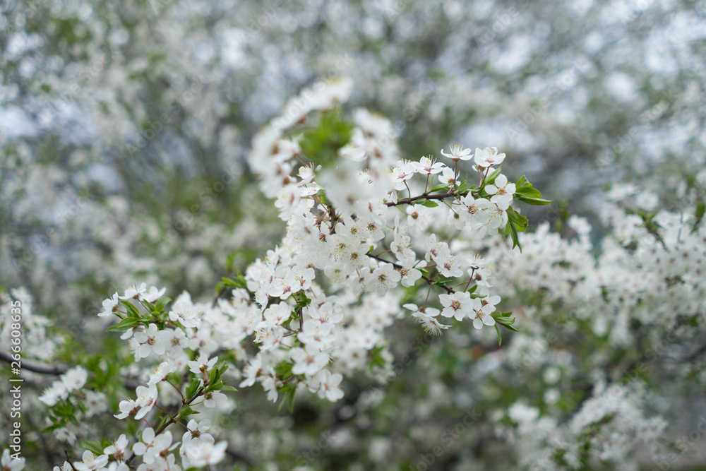 Cherry tree Cherry tree