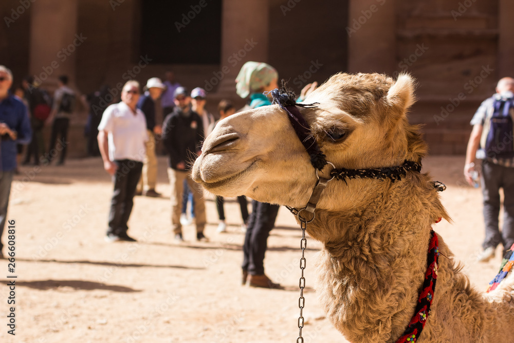 Obraz premium desert tamed animal camel profile portrait in touristic place Petra in Jordan with many people on background 