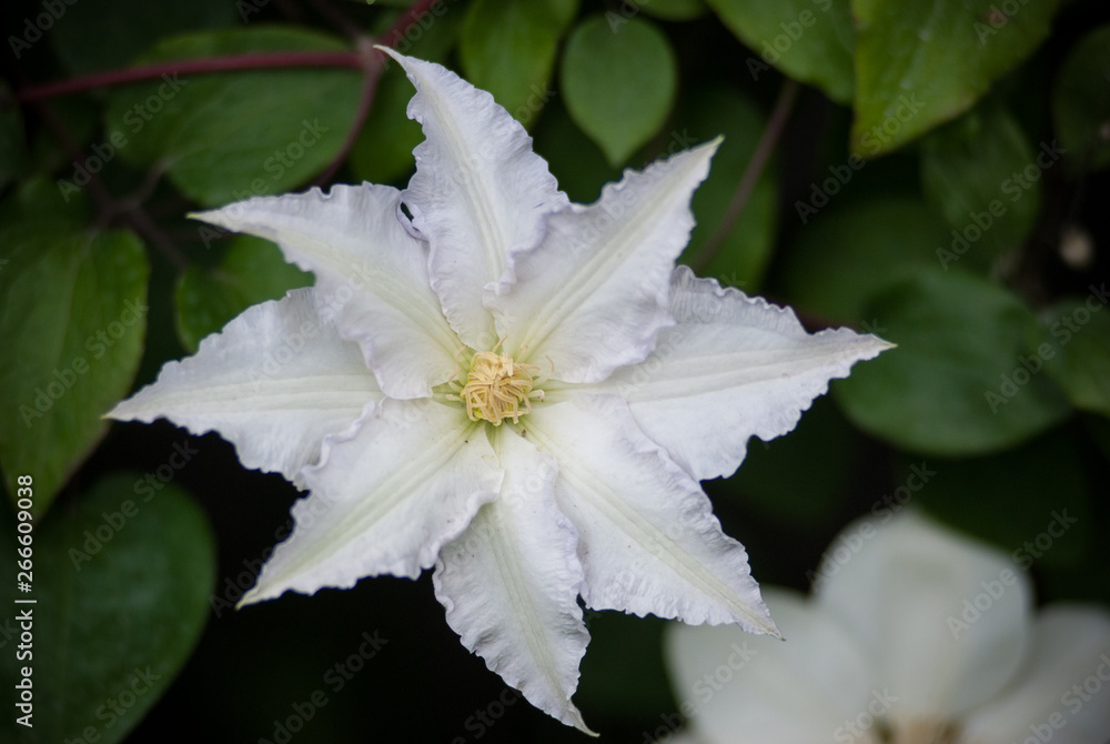 white flower in the garden white flower in the garden