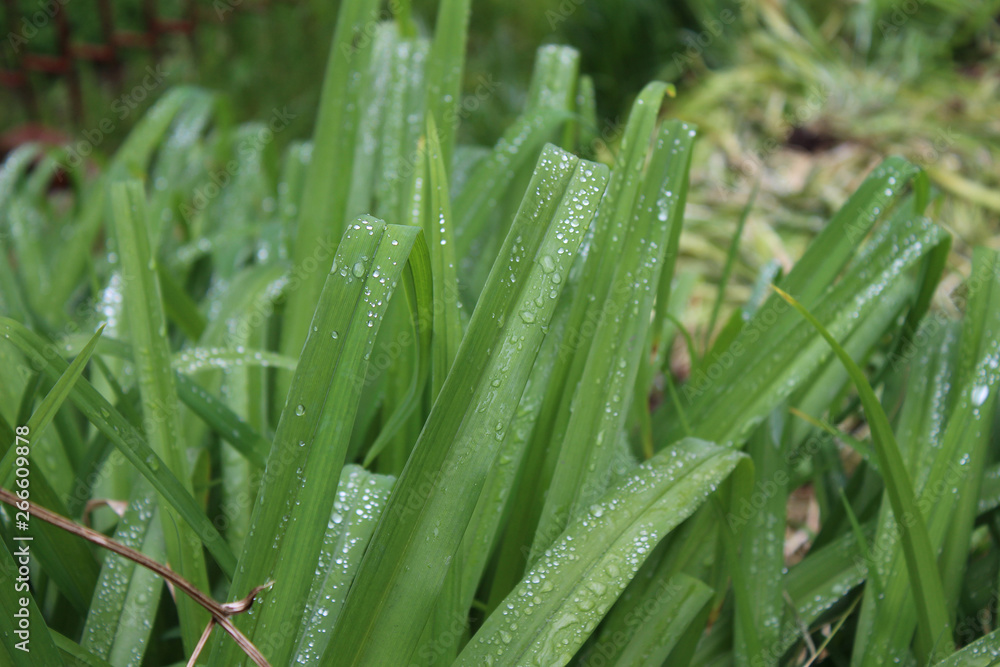 Drops, droplets of rain, water on the leaves of wild crin Drops, droplets of rain, water on the leaves of wild crin