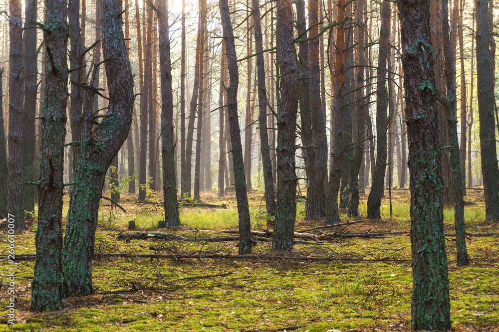 Fototapeta premium Sun rays through tree in a pine forest