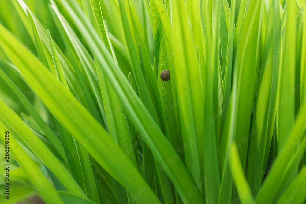 background from leaves of the young green grass illuminated by sunshine. On one leaf the snail sits background from leaves of the young green grass illuminated by sunshine. On one leaf the snail sits