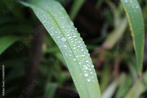 Drops, droplets of rain, water on the leaves of wild crin