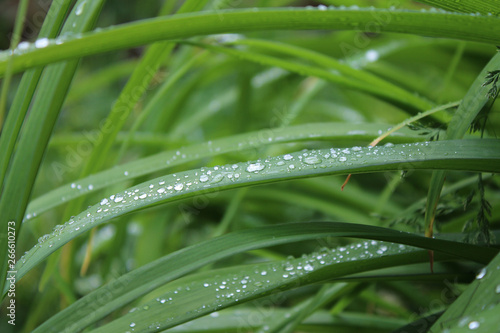 Drops  droplets of rain  water on the leaves of wild crin