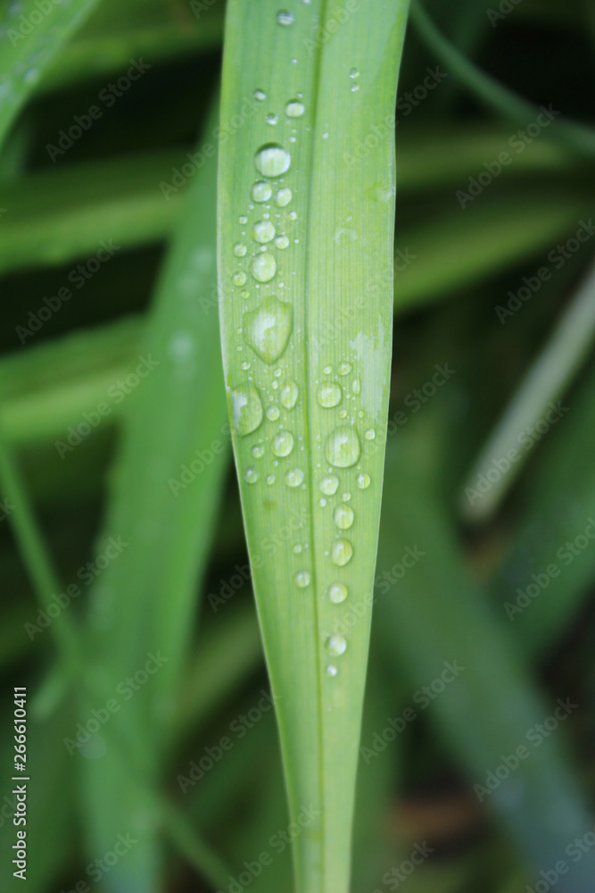 Drops, droplets of rain, water on the leaves of wild crin Drops, droplets of rain, water on the leaves of wild crin