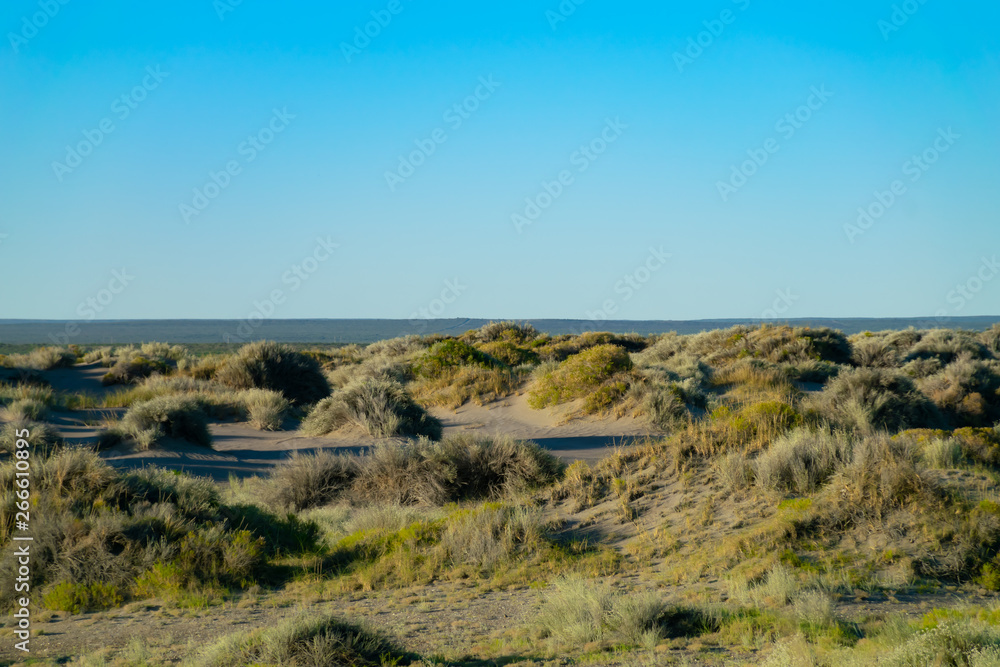 Meadow horizon line with dry green grasses with soft blue sky.