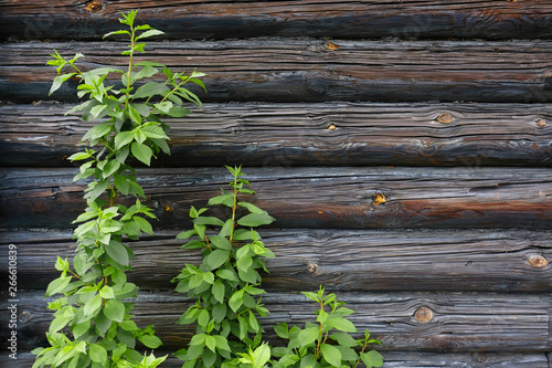 Green branch and old wood wall background