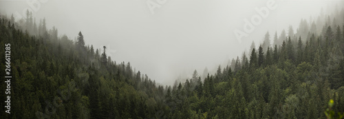  Morning panorama of the mountain forest with fog. Landscape. Nature. Fresh air. © nick_fedirko