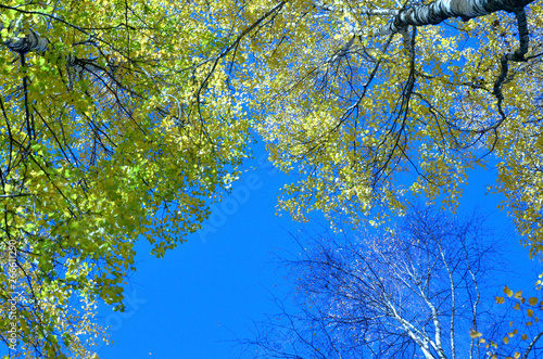 Tall birch trees in the forest under blue sky, bottom perspective view. Clear day in the forest in early autumn.