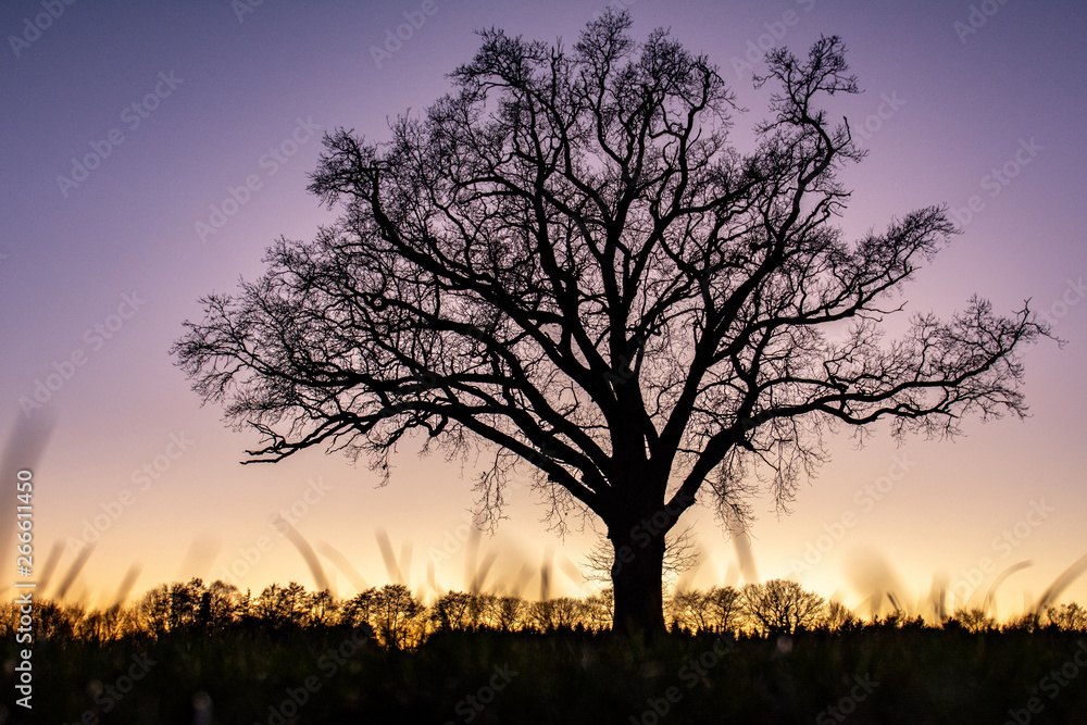 Baum im Abendlicht Baum im Abendlicht