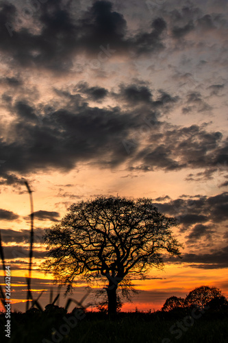 Baum im Abendlicht