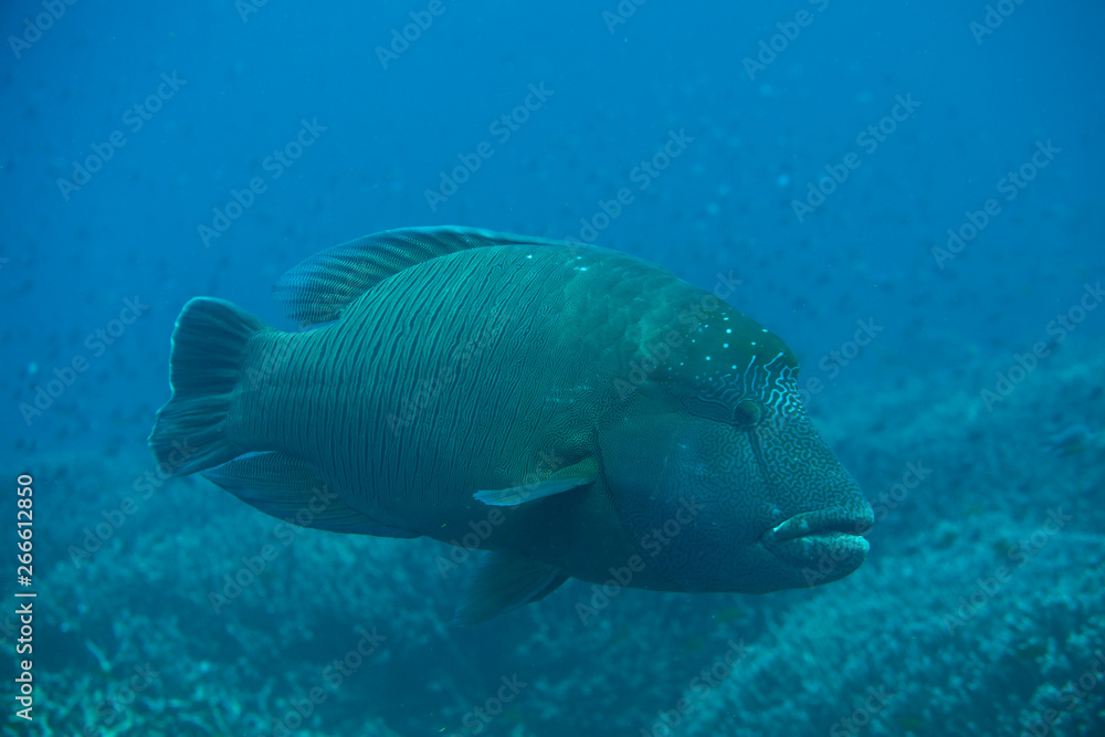 giant grouper giant grouper