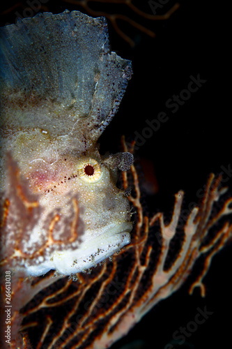 leaffish raja ampat photo