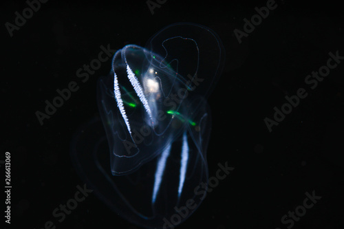 Obraz na plátně blackwater jellyfish