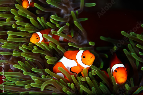 Foto Clownfishes in anamone