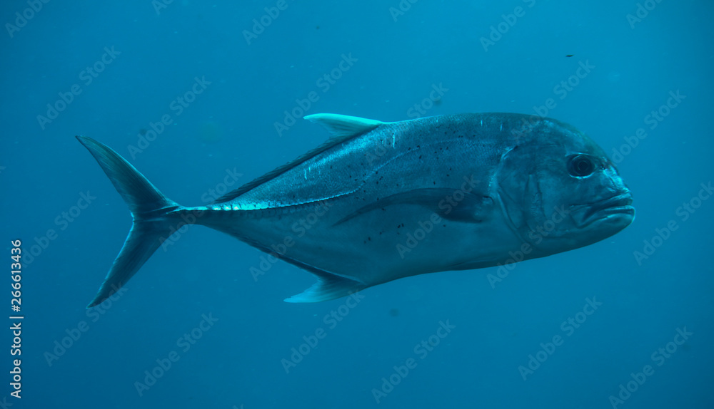 Fototapeta premium great trevally