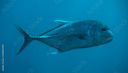 great trevally