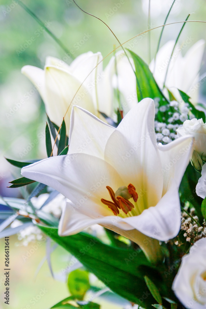 Obraz premium White lilies in sunlight