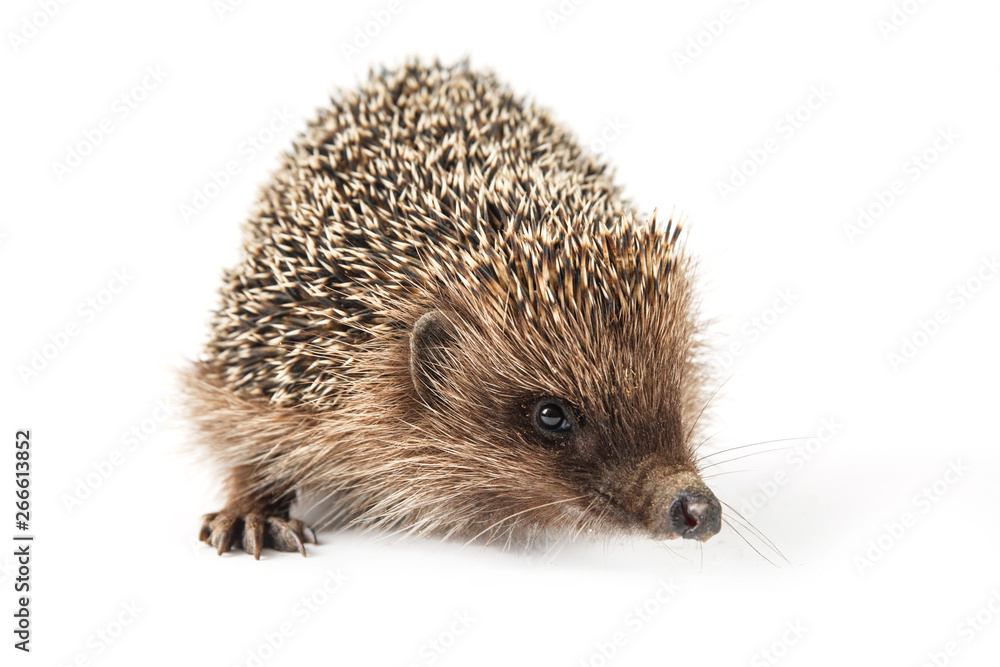 Fototapeta premium hedgehog isolated on white background
