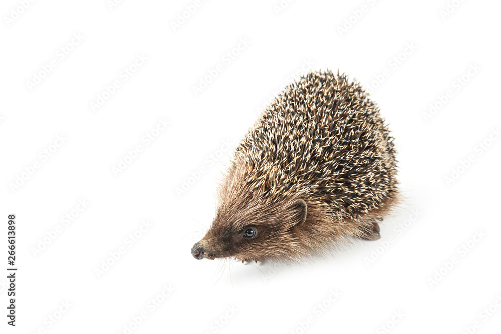 Obraz premium hedgehog isolated on white background