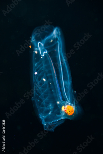 Bilde på lerret blackwater diving creature