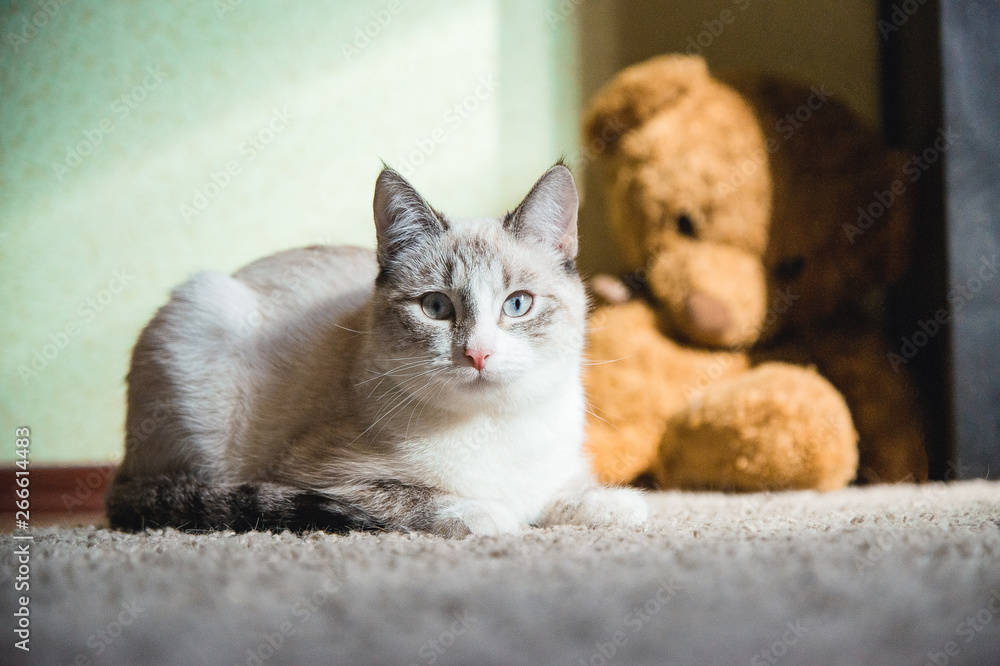 white cat lying on a carpet with teddy bear on the background looking straight