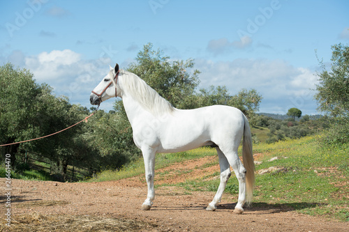 white pure Andalusian stallion poseing in  garden. Andalusia. Spain