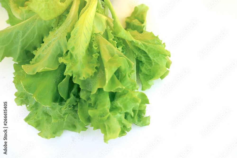 fresh green lettuce salad leaves on white background fresh green lettuce salad leaves on white background