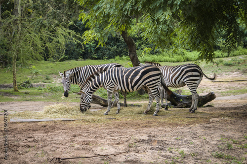 Zebras feeding in the park