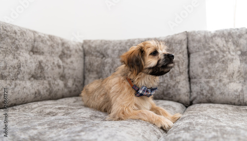 Adorable Fluffy Little Puppy Sitting on Gray Sofa