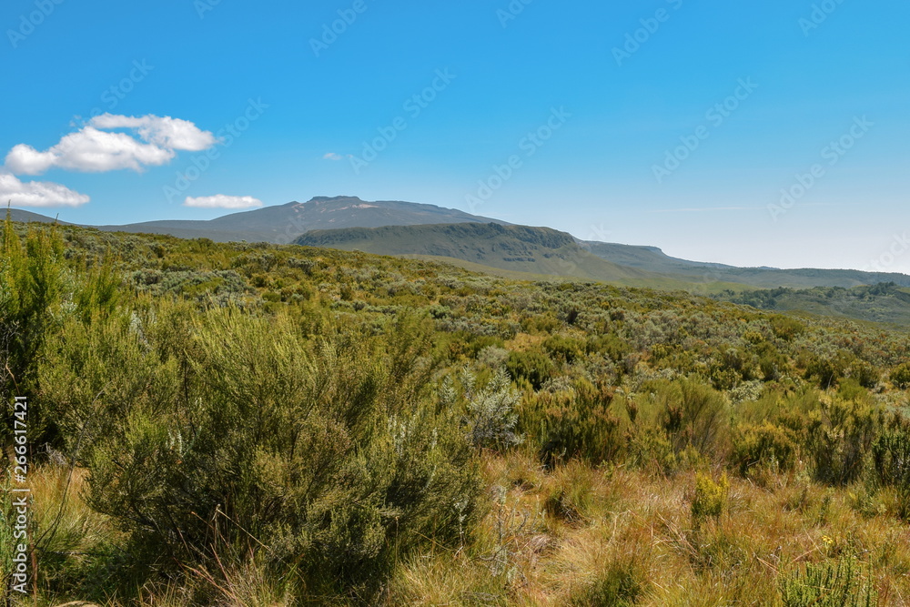 High altitude moorland against a mountain background, Chogoria Route, Mount Kenya, Kenya