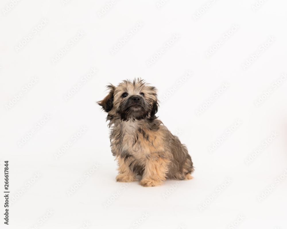 Adorable Fluffy Little Puppy Sitting on White Background Adorable Fluffy Little Puppy Sitting on White Background