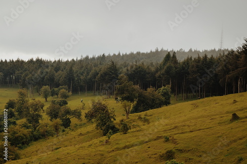 Forest against a mountain background, Kinale Forest, Kijabe, Kenya photo