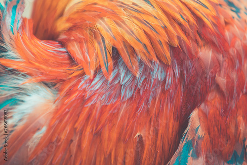 Red rooster feathers as a background or backdrop