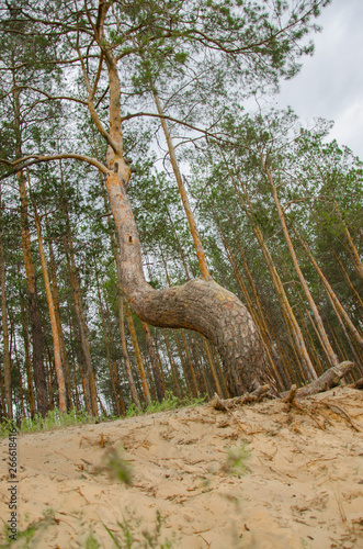 Pine forest by the lake. Lake in the sand pit. Big  old  curve derego. Pines  eaten on the edge of the lake.