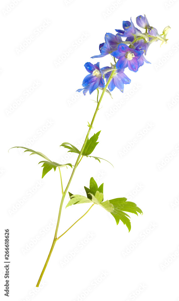 Fototapeta premium Blue field flowers isolated on white, wildflowers. Petals, flowerheads and leaves. Parts of flowers