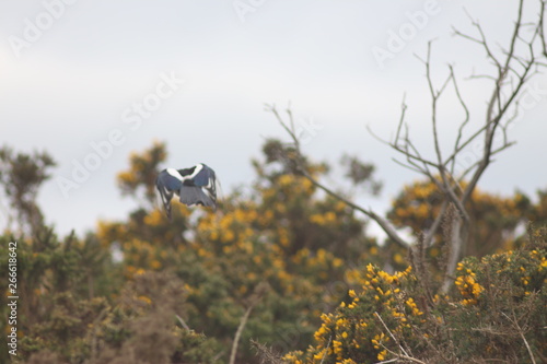 Photography Dublin, Ireland, Eire, City, Travel, Irish