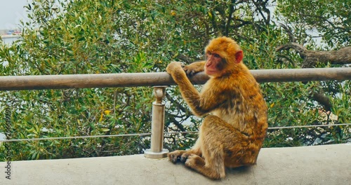 Barbary macaque, monkey sitting on handrail on rock of Gibraltar.