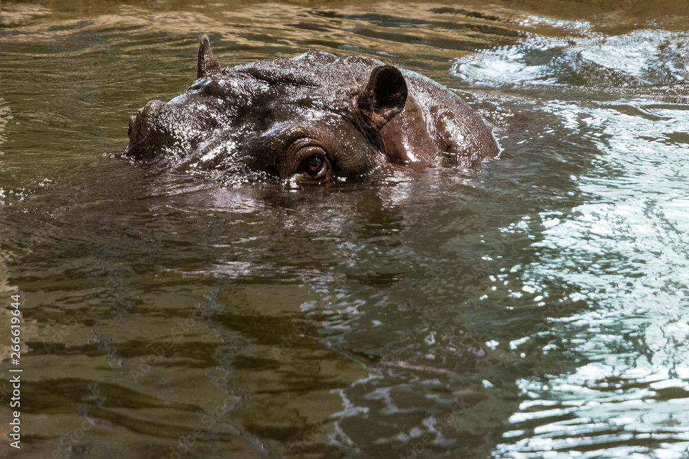 Fototapeta premium view of the head of a hippo floating in the water