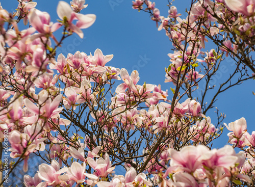 фотографія hanami trees