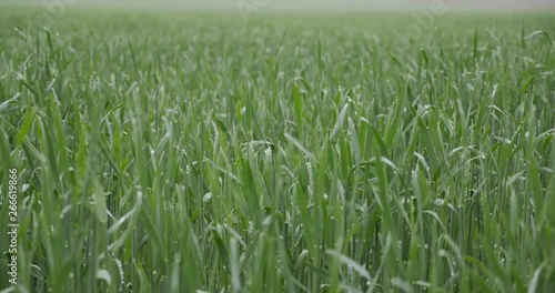 Green corn sprouts in rainy weather photo