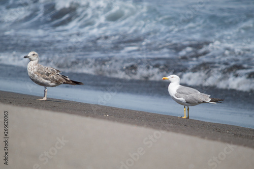 Seagulls by the shore, Azores