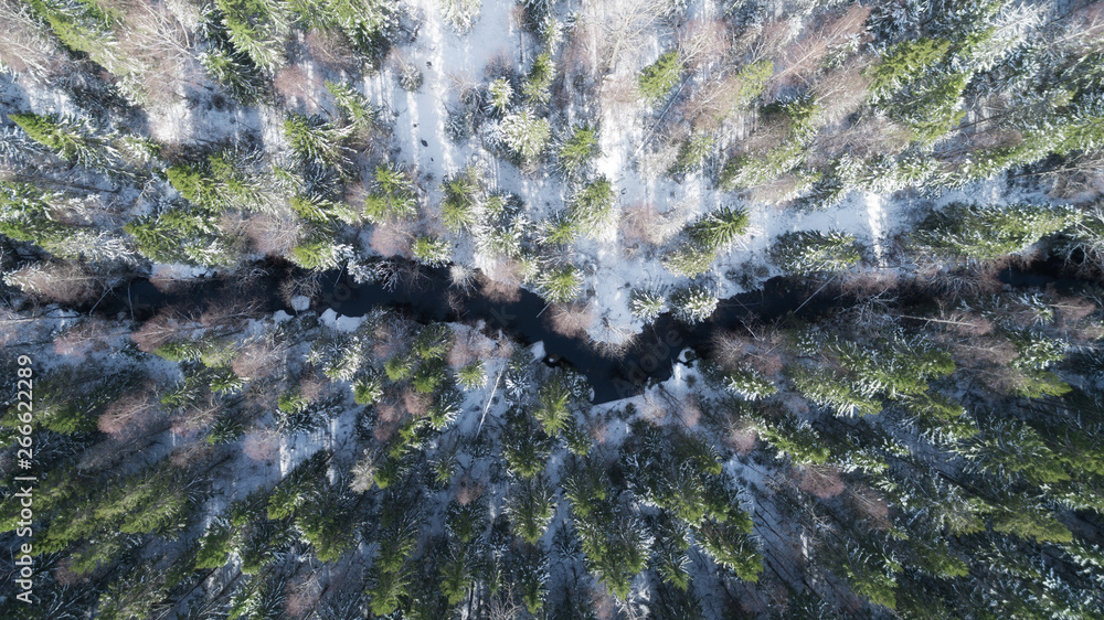 Obraz premium Winter forest with small river top down drone aerial. Drone landscape with small river in forest. Beautiful sunny day.